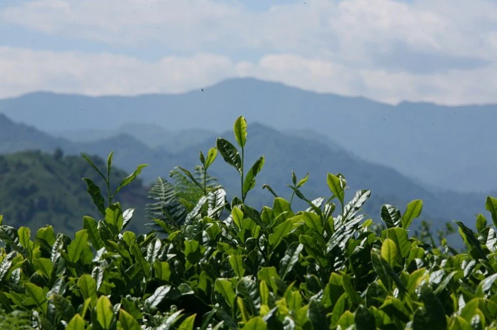 “Bakanlığın organik çay üretimine geçiş kararı memnuniyet verici”