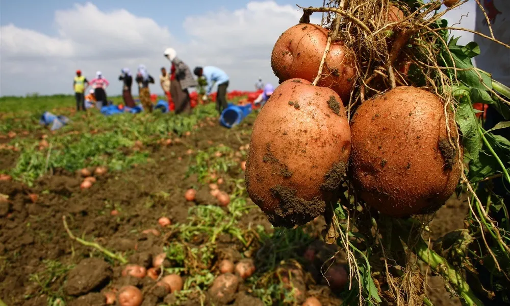 TZOB  ŞEMSETTİN BAYRAKTAR: PATATES VE KURU SOĞANA DEVLET MÜDAHALE ETMELİ