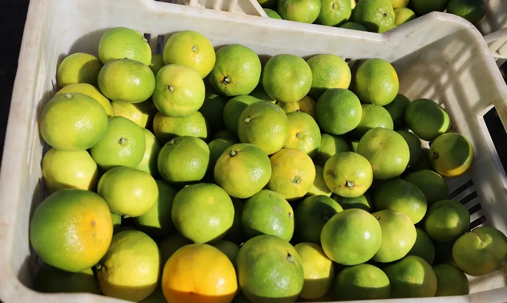 MANDALİNA İHRACATINDA YÜZDE 144’LÜK REKOR ARTIŞ