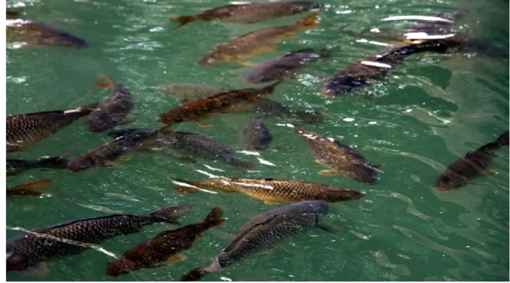 AVRUPA’NIN İLK SU ÜRÜNLERİ OTB’Sİ  YATIRIMCIYA HAZIR