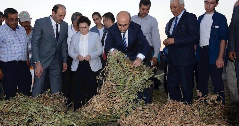 TÜRKİYE’NİN YERFISTIĞINI ADANA ÜRETİYOR