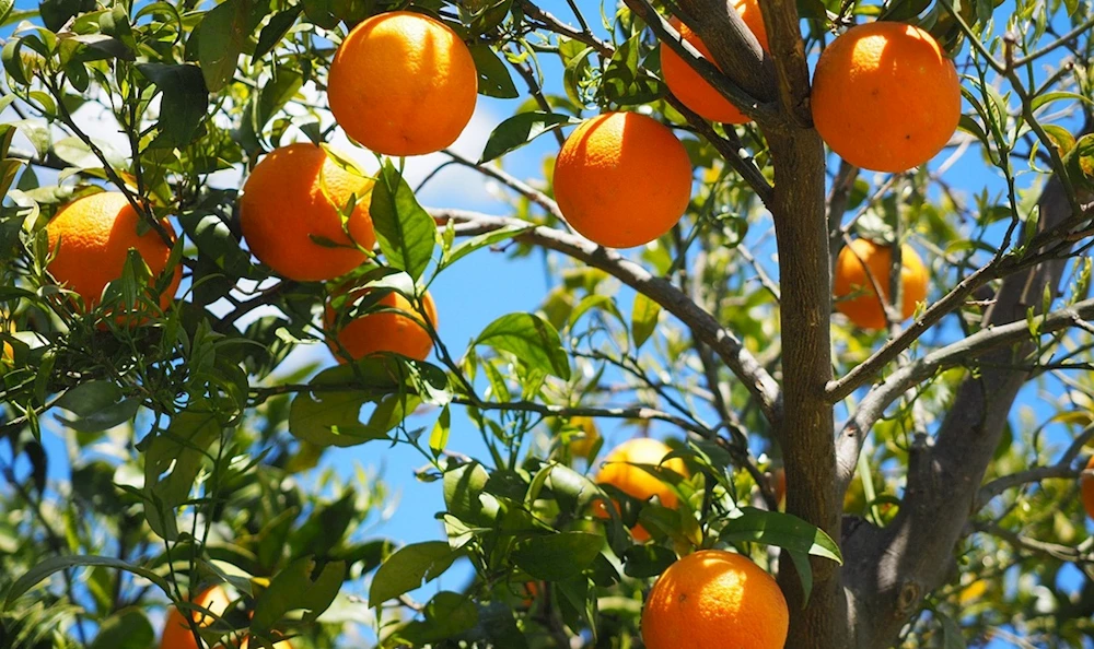 NARENCİYE SEZONU İYİ BAŞLADI,İHRACATÇI ÜRÜN KALİTESİNDEN MEMNUN