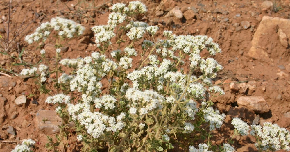 MUCİZE BİTKİ KEKİKTEN EKONOMİYE 1 MİLYAR TL KATKI MUCİZE BİTKİ KEKİKTEN EKONOMİYE 1 MİLYAR TL KATKI