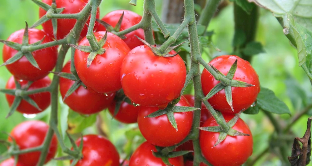 DOMATES İHRACATINDA GETİRİLEN YASAK KALDIRILMAZSA TÜKETİCİ DOMATESİ SENEYE 100 LİRAYA YİYEMEZ